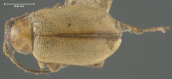 Media type: image;   Entomology 4432 Aspect: habitus dorsal view